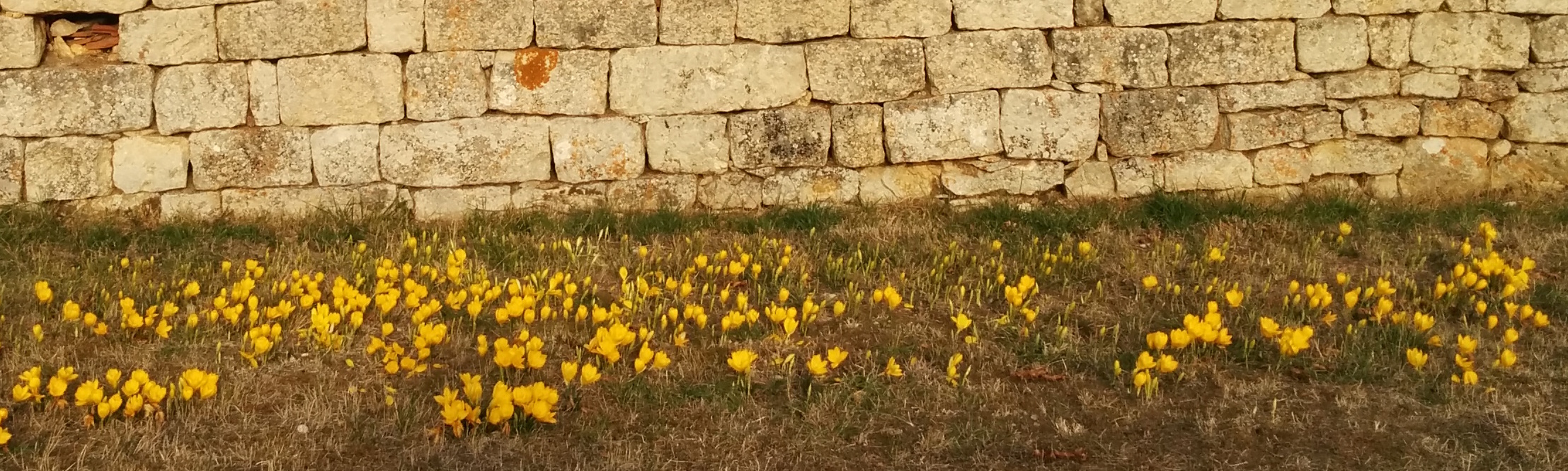 Pierre et fleurs